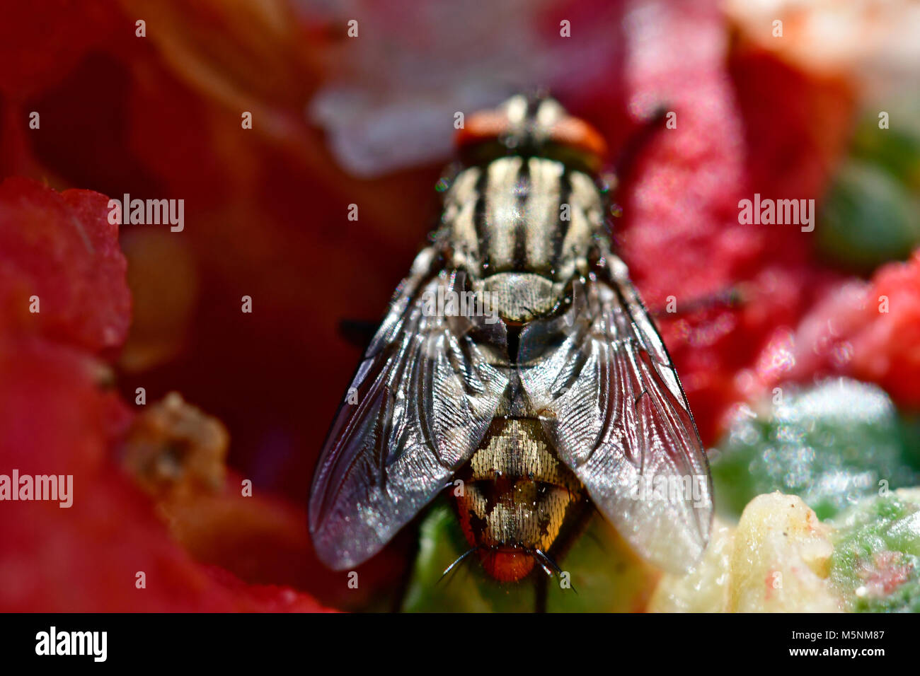 Foto macro di insetti e mosche guardando dritto verso la fotocamera Foto Stock