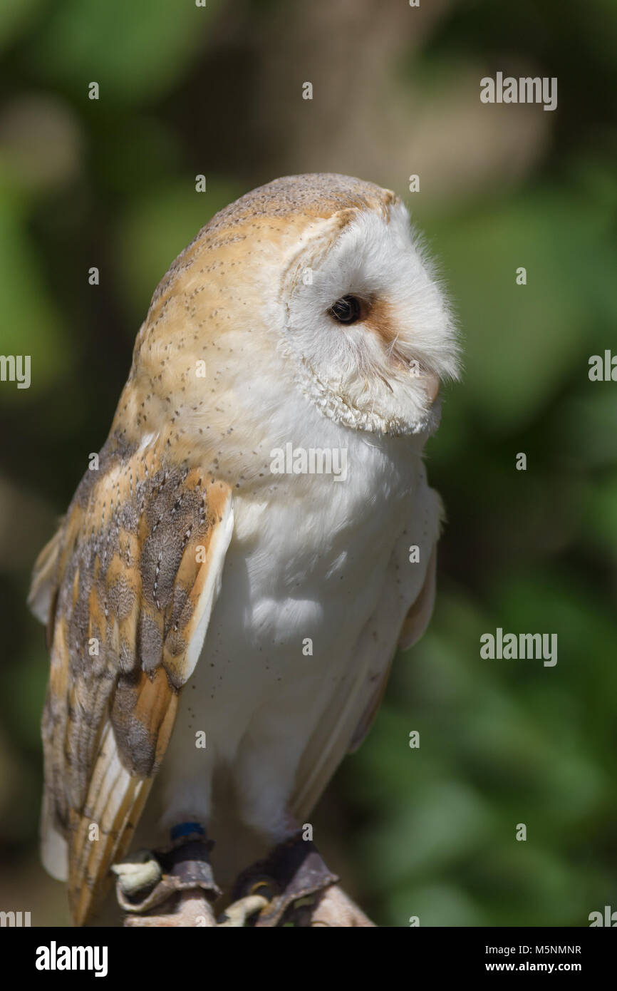 Comune o Western Barbagianni nome latino Tyto alba notturno del rapace che si trovano in tutta Europa e Nord Africa Foto Stock