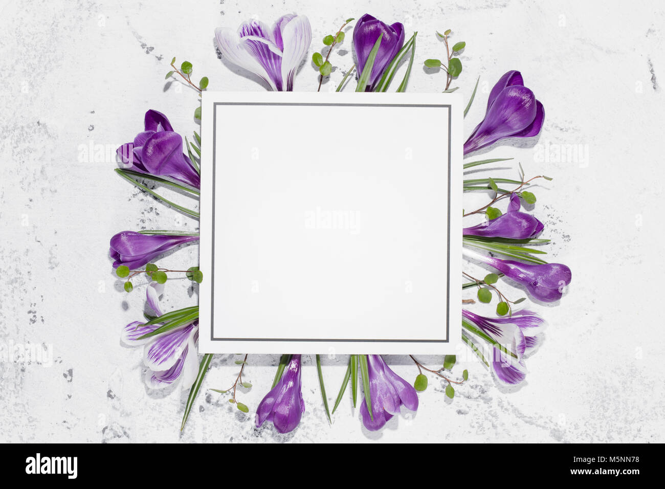 Crocus fiore e la scheda vuota su sfondo bianco Foto Stock