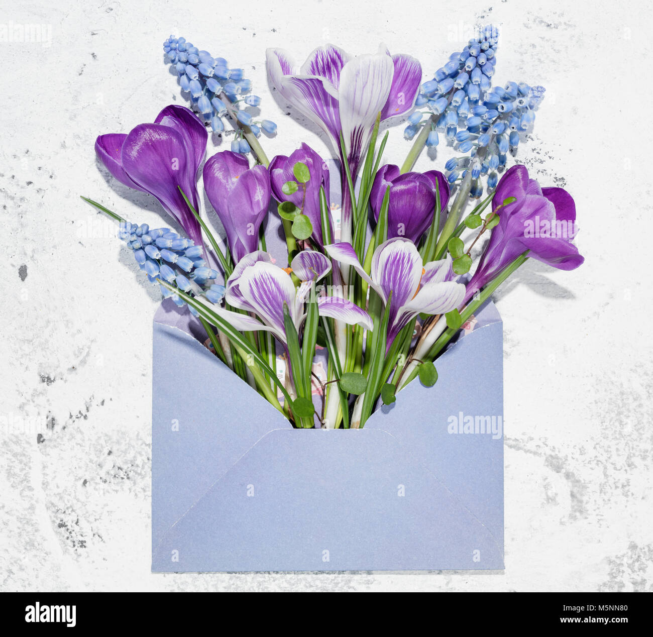 Crocus e Giacinto muscari fiore in busta Foto Stock