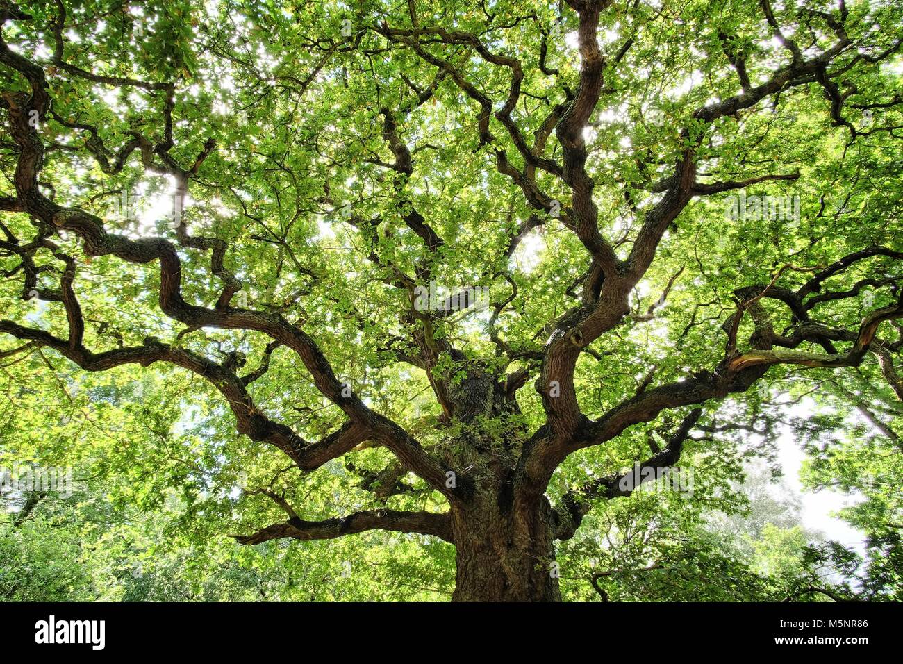 Alberi di quercia della Foresta di Sherwood, entrambi i giovani e molto vecchio. Foto Stock