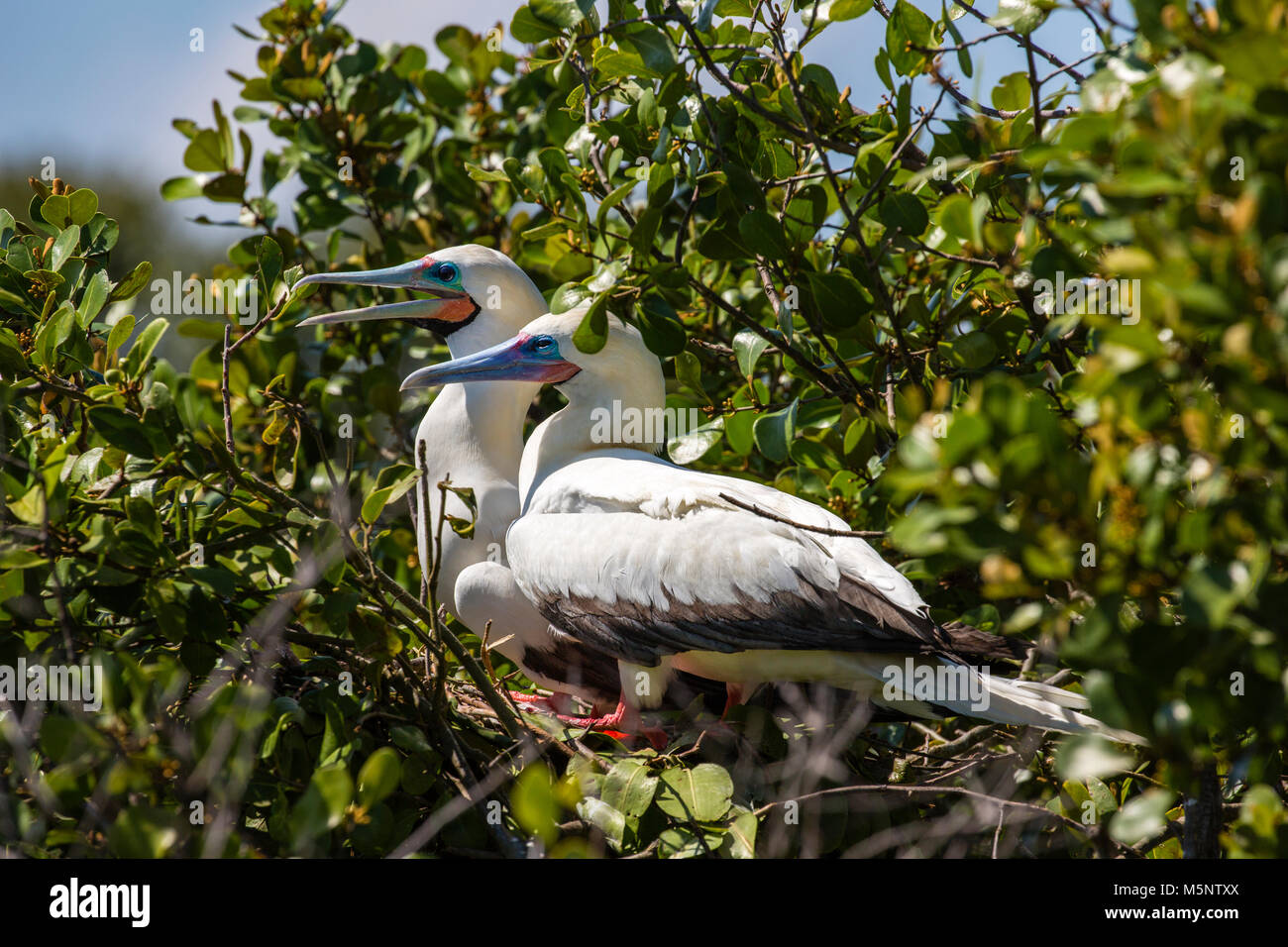 Red Footed Booby santuario a Half Moon Caye monumento nazionale, Turneffe Atoll, Belize Foto Stock