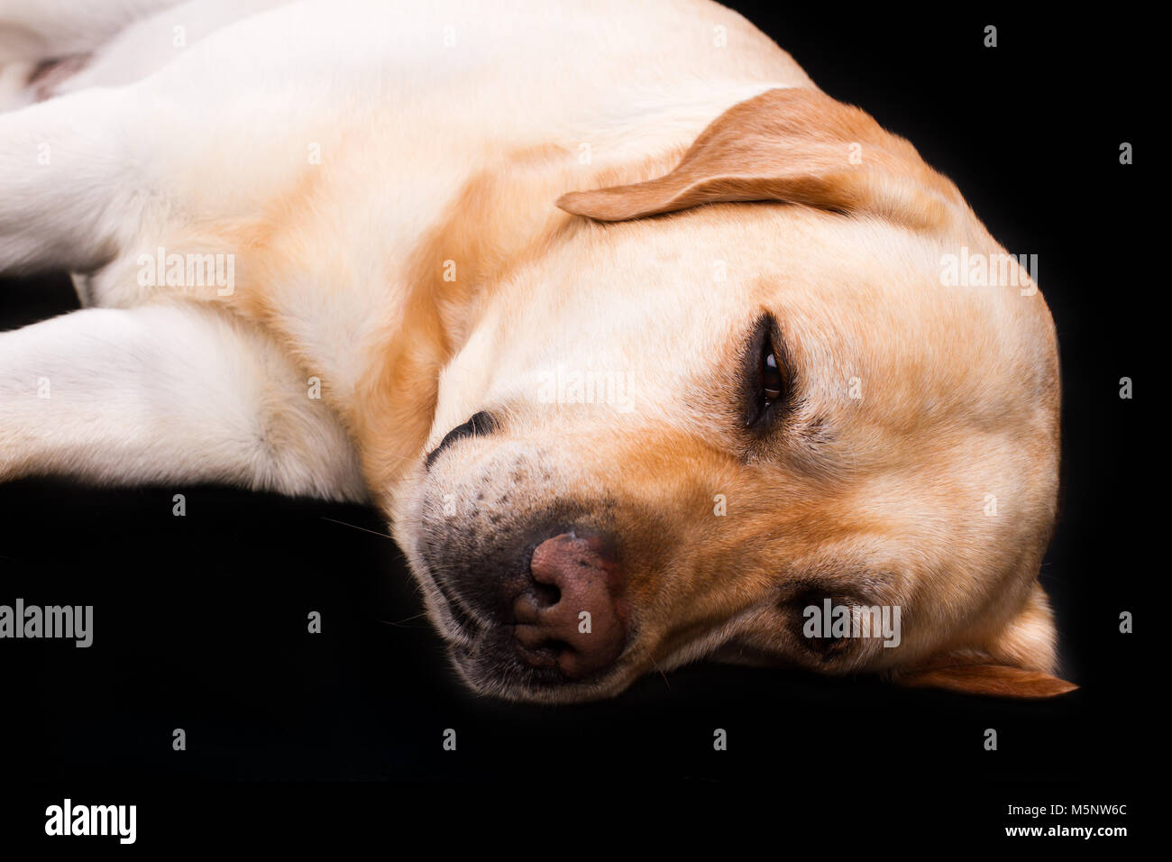 Bella sleeping labrador, ritratto in studio. Foto Stock