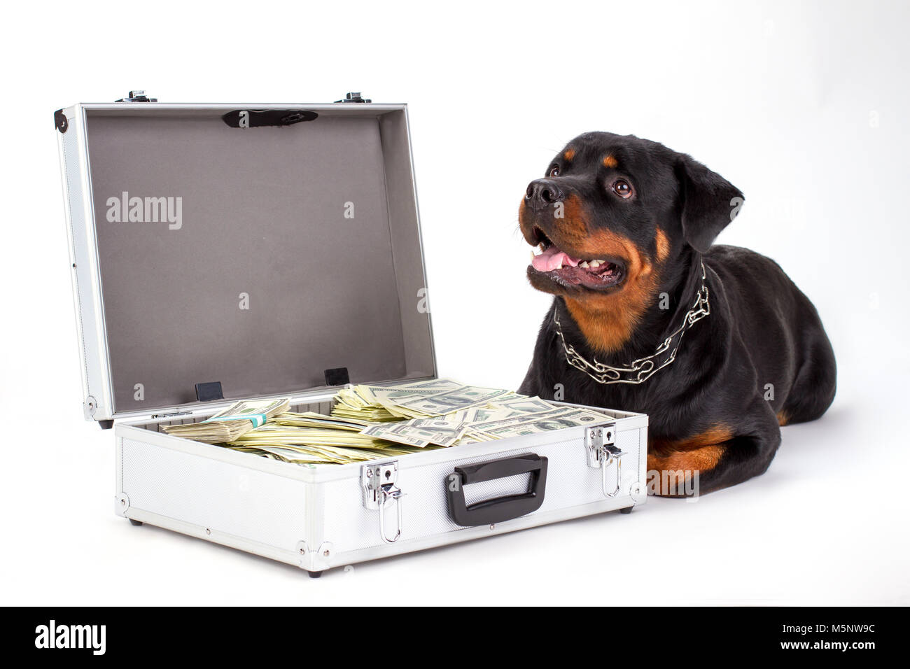 Carino rottweiler e valigia con moneta. Foto Stock