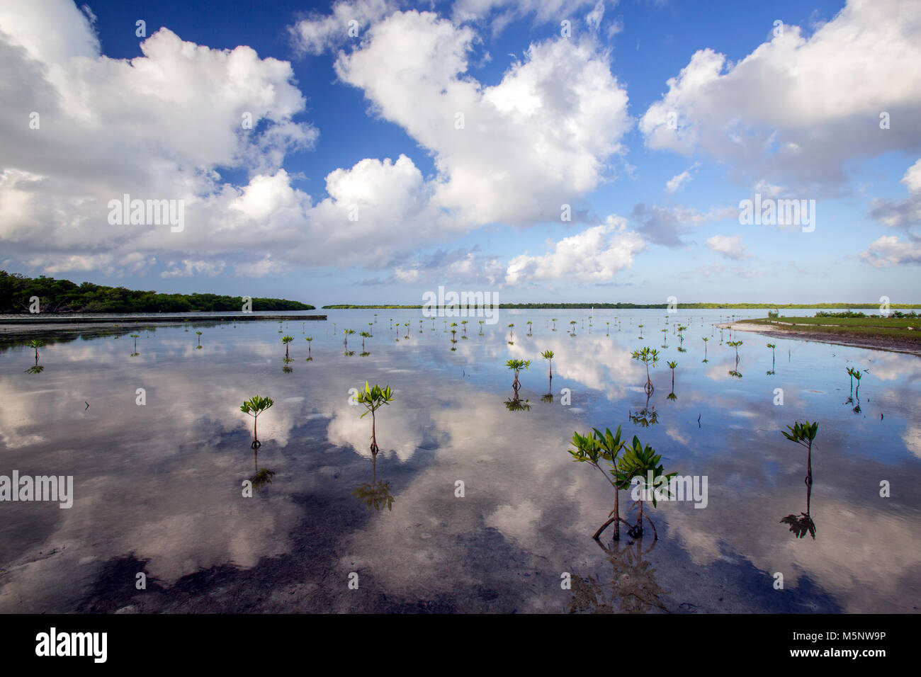 Mangrove a Turneffe Island Resort, il Belize Barrier Reef Foto Stock