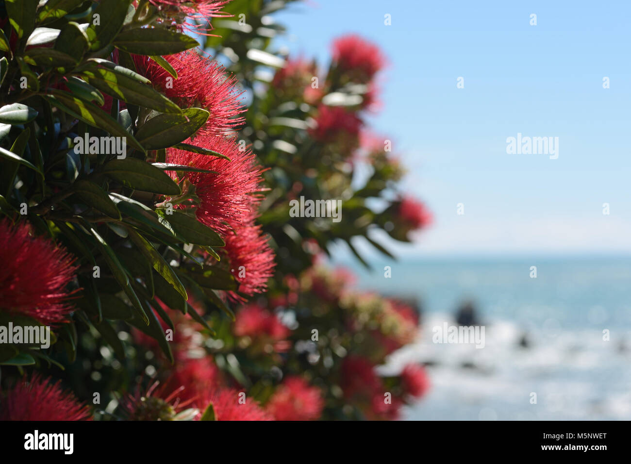 Fiori di Nuova Zelanda pohutakawa, Metrosideros excelsa, il telaio di una scena di spiaggia sulla costa ovest, South Island, in Nuova Zelanda. Foto Stock