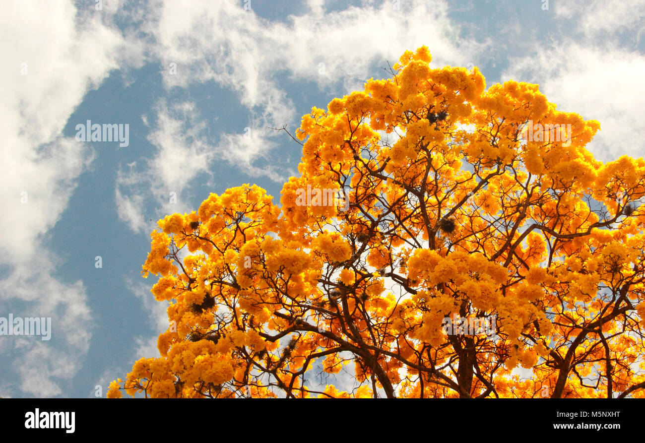 Fiore giallo in primavera Tabebuia chrysantha o Araguaney albero nazionale del Venezuela un emblematico specie native di straordinaria bellezza Foto Stock