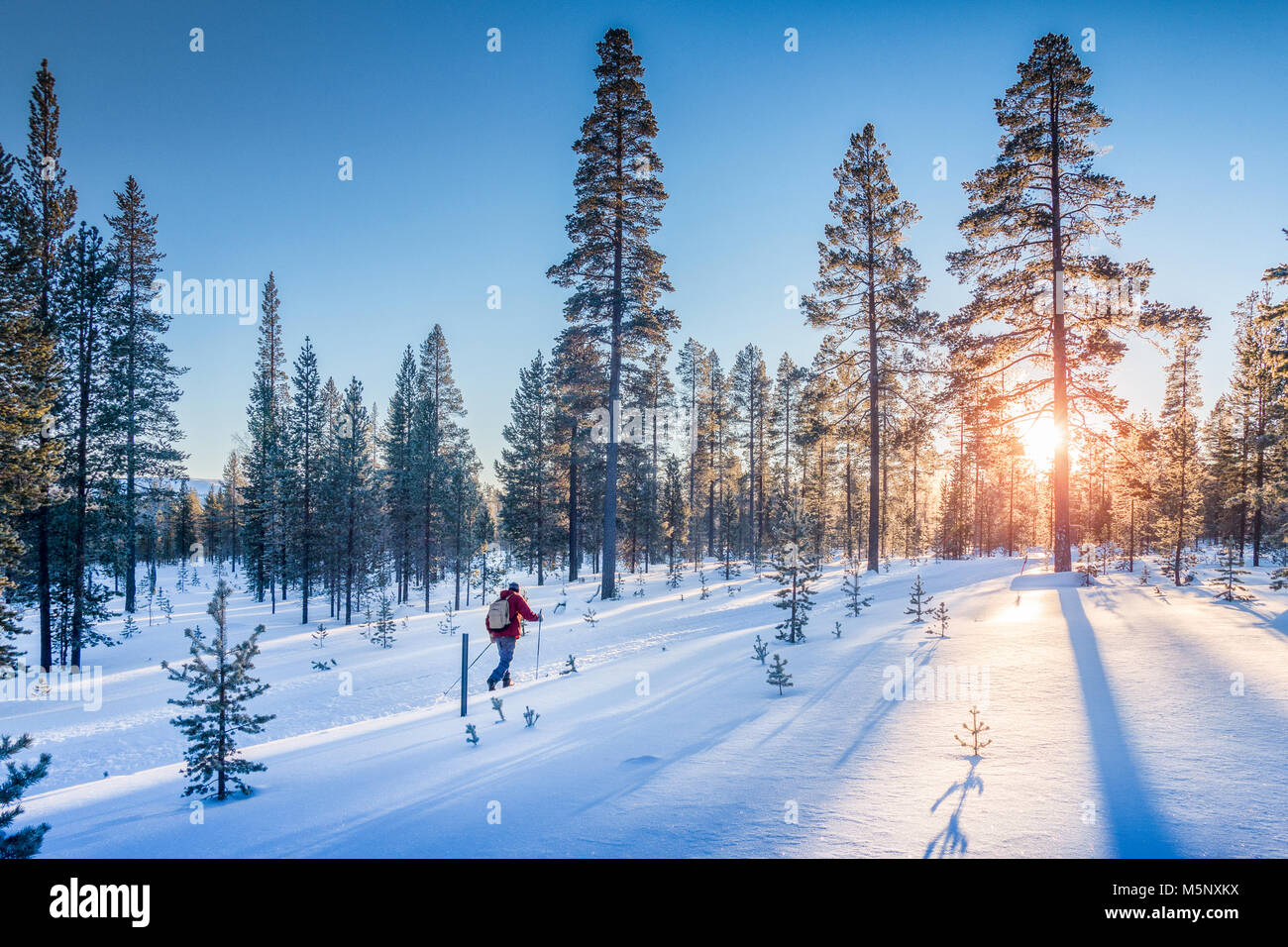 Vista panoramica dell'uomo sci di fondo su un tracciato in bella winter wonderland scenario in Scandinavia con scenic luce della sera al tramonto in win Foto Stock