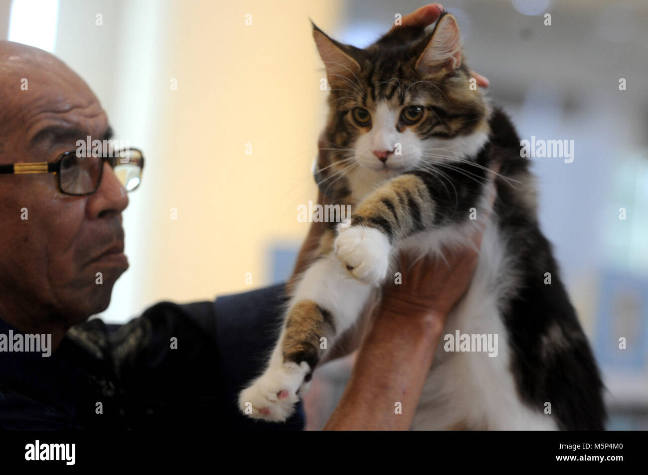 Sud Tangerang, Indonesia. Il 25 febbraio, 2018. Una giuria controlla un gatto durante la zampa gatto concorso organizzato da amanti del gatto in Sud Tangerang, Indonesia, Feb 25, 2018. Credito: Agung Kuncahya B./Xinhua/Alamy Live News Foto Stock