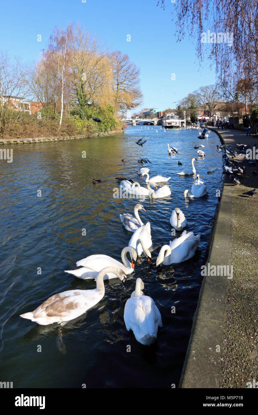 Windsor, Berkshire, Inghilterra. Il 25 febbraio 2018. Cigni sul Fiume Tamigi a Windsor su un soleggiato ma freddo giorno in Berkshire. Credito: Julia Gavin/Alamy Live News Foto Stock
