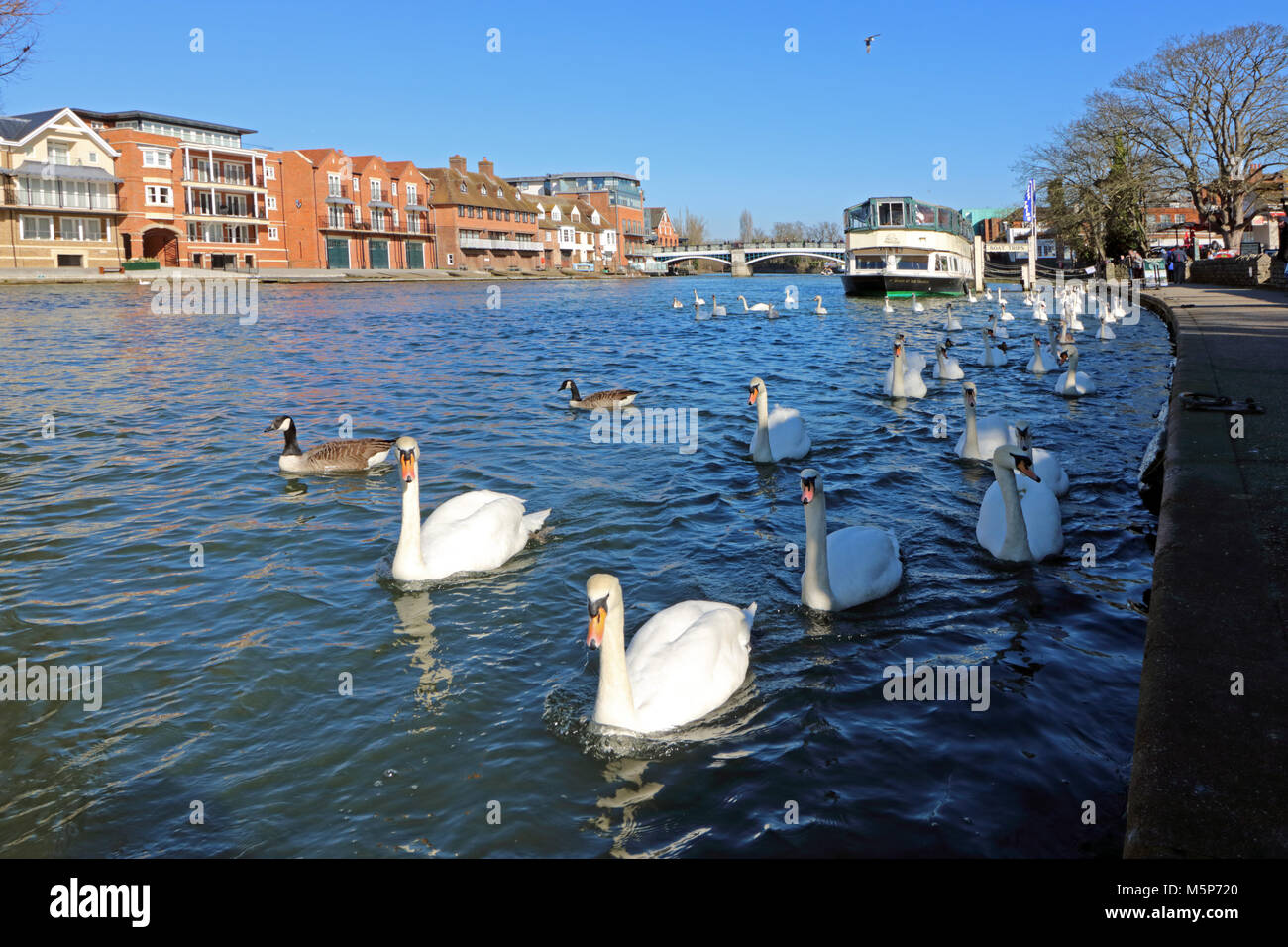 Windsor, Berkshire, Inghilterra. Il 25 febbraio 2018. Cigni sul Fiume Tamigi a Windsor su un soleggiato ma freddo giorno in Berkshire. Credito: Julia Gavin/Alamy Live News Foto Stock