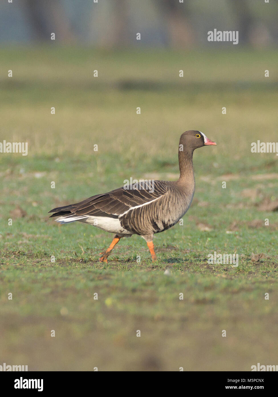 Minor white-fronteggiata goose (Anser erythropus) , a Thol Bird Sanctuary, Gujarat, India Foto Stock