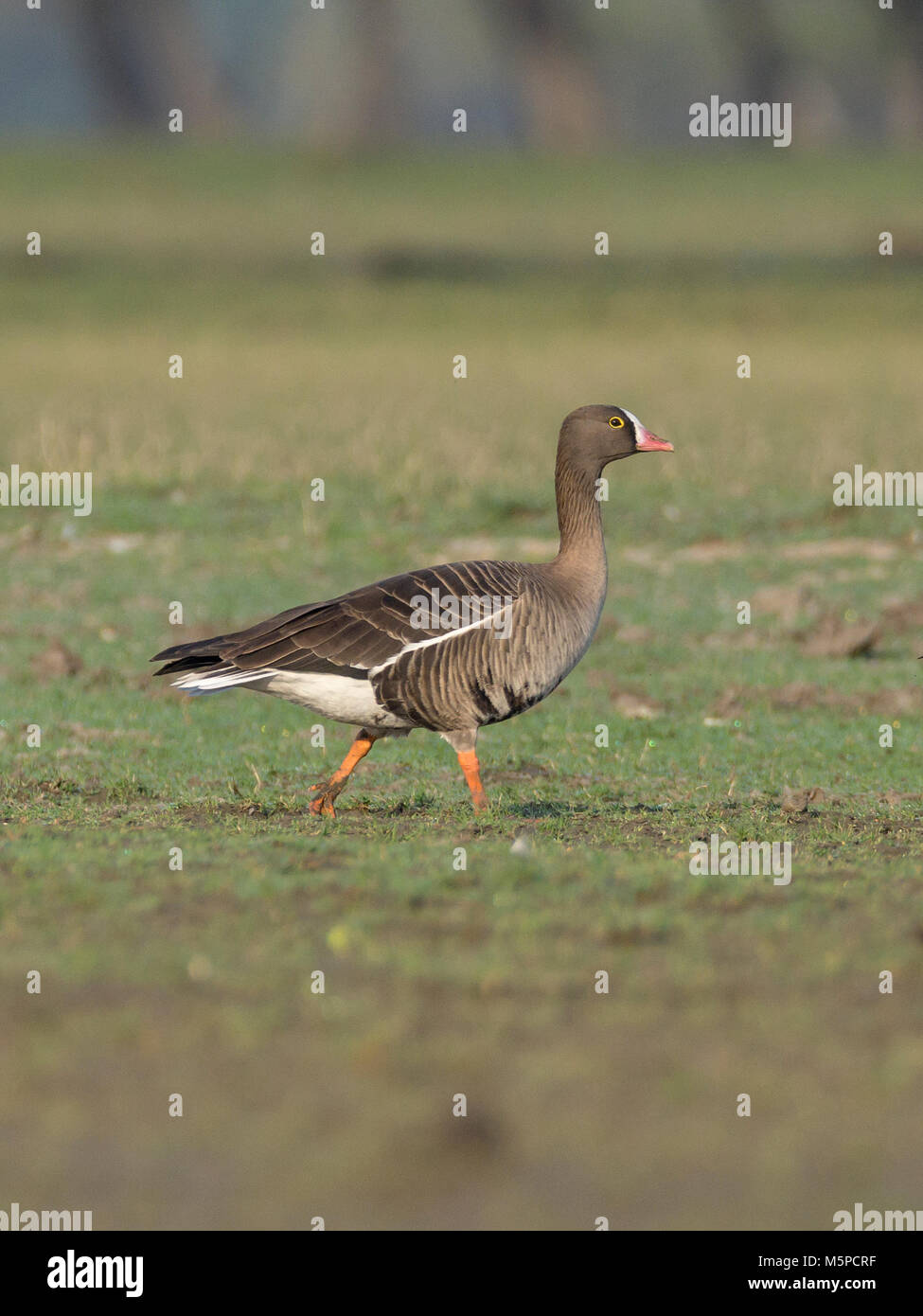 Minor white-fronteggiata goose (Anser erythropus) , a Thol Bird Sanctuary, Gujarat, India Foto Stock