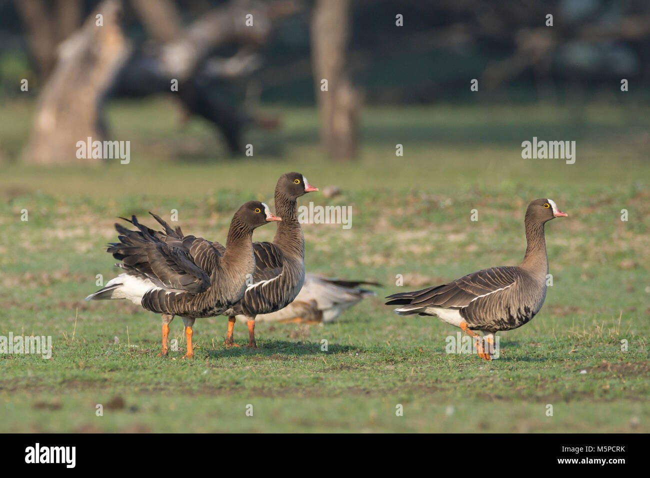 Minor white-fronteggiata oche (Anser erythropus) , a Thol Bird Sanctuary, Gujarat, India Foto Stock