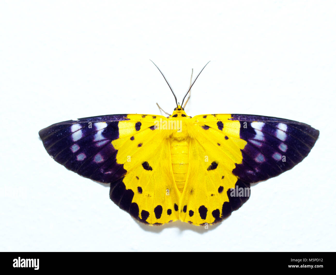 Giallo, nero e bianco, falena una specie di insetto simile a farfalla, isolati su sfondo bianco Foto Stock
