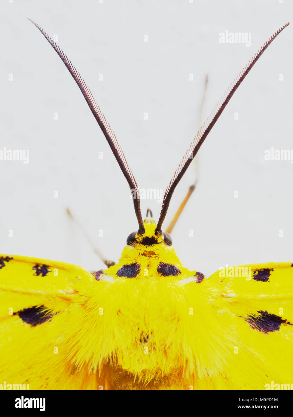 Giallo, nero e bianco moth in stretta fino alla testa, antenne, e torace isolati su sfondo bianco Foto Stock