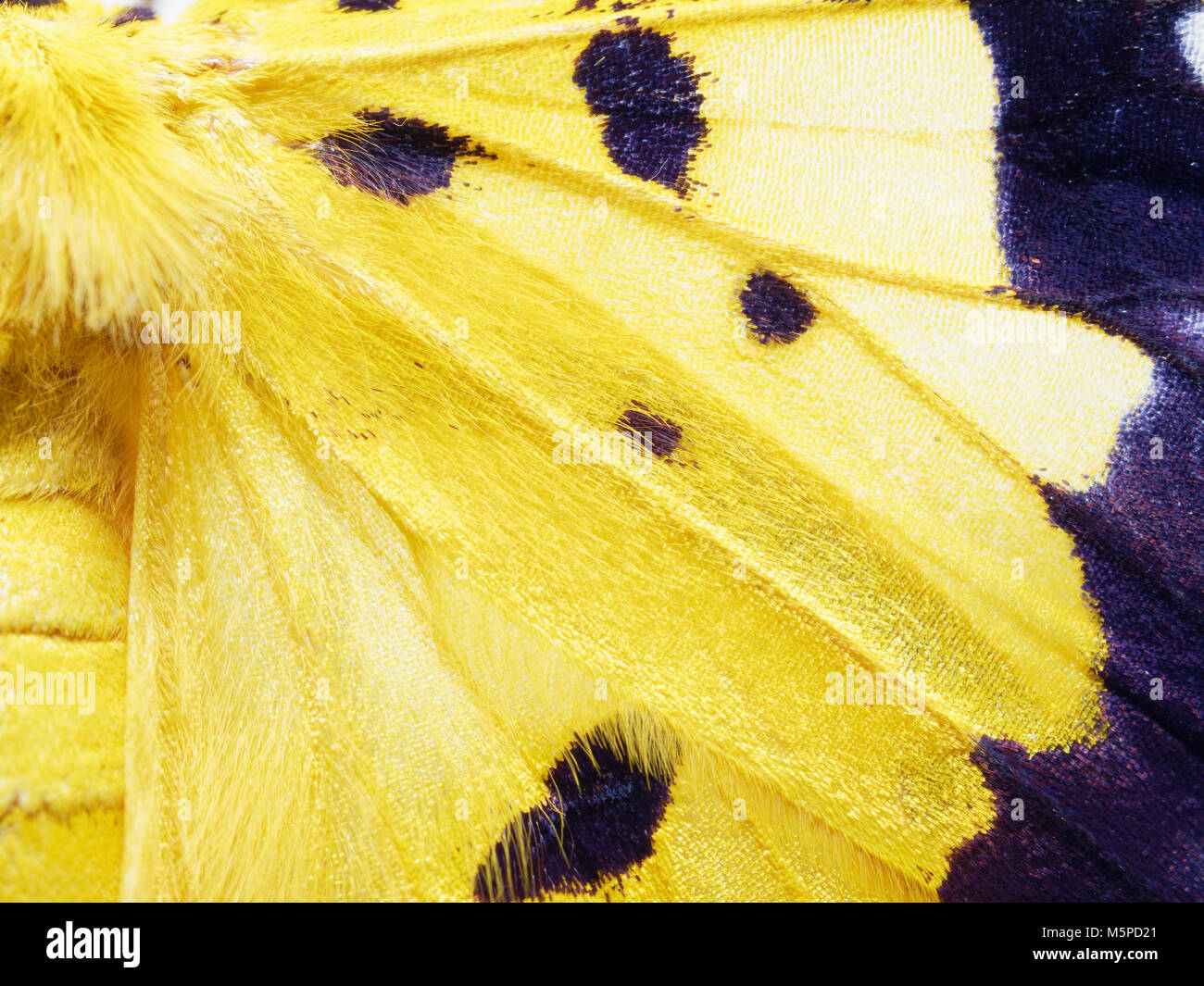 Giallo, nero e bianco moth in close up di ala, l'addome e il torace isolati su sfondo bianco Foto Stock