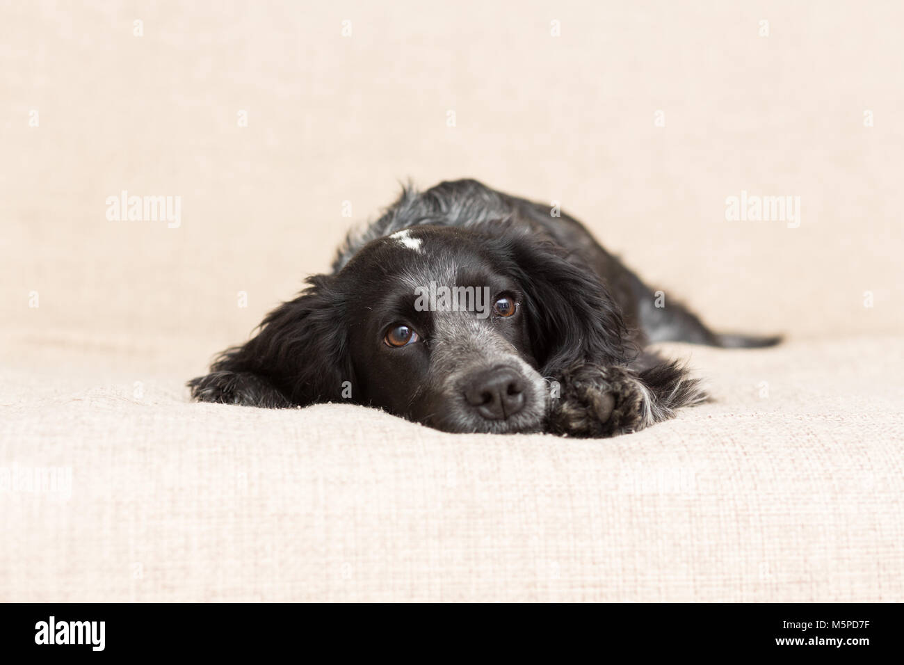 Cane di razza Spaniel di nero è triste sdraiato sul lettino Foto Stock