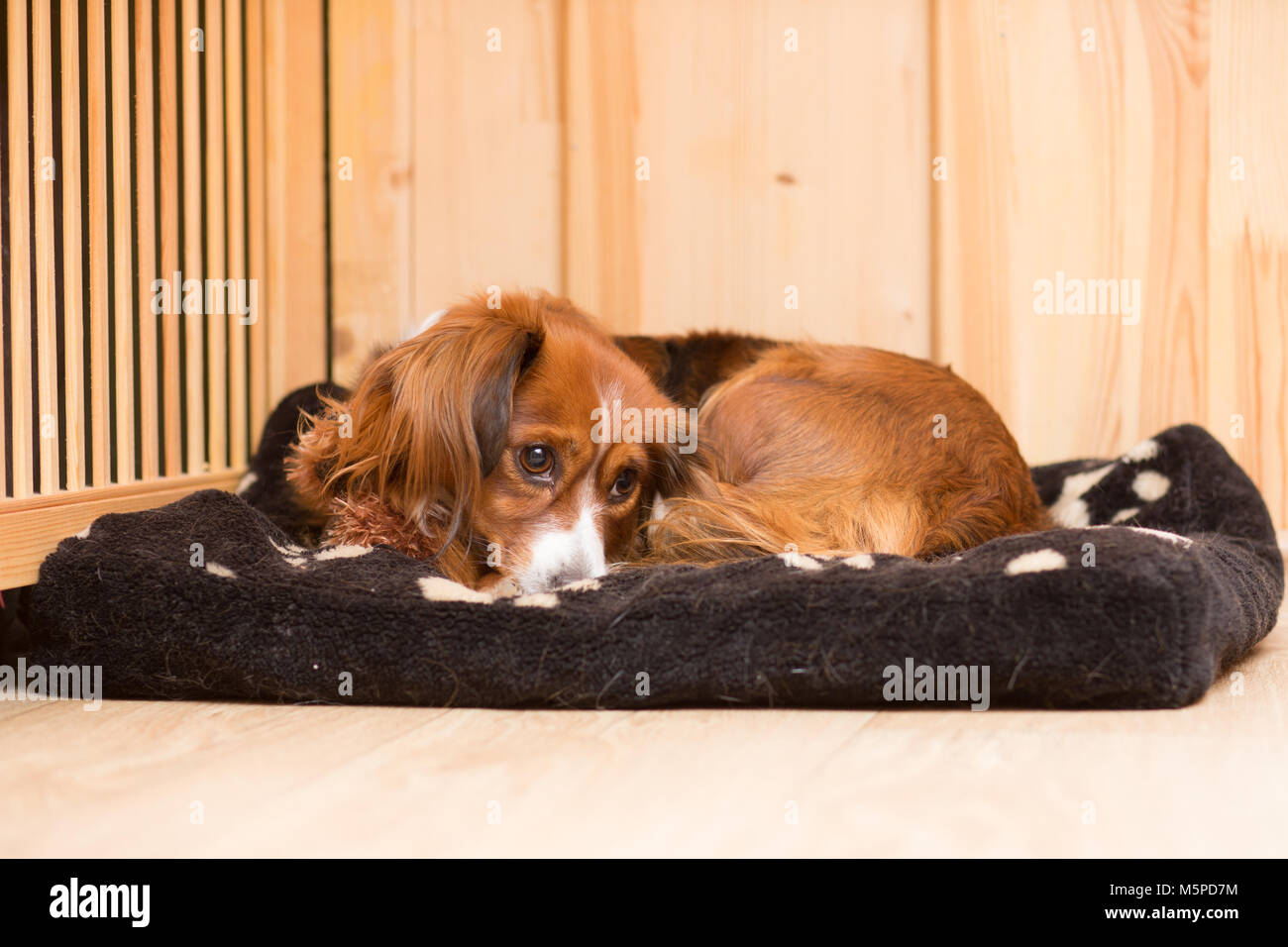 Red mongrel cane giace sulla sua stufa Foto Stock