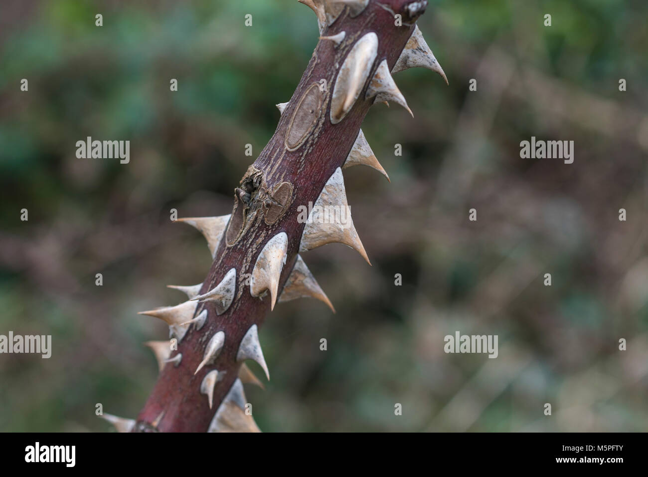 Spine di una grande rosa selvatica. Metafora per "spina nel fianco". Foto Stock