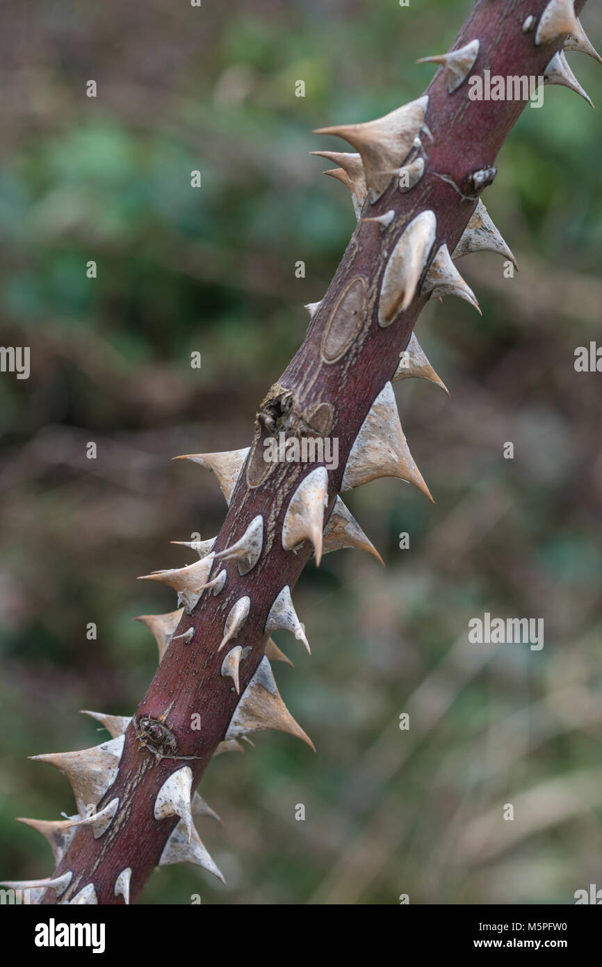 Spine di una grande rosa selvatica. Metafora per "spina nel fianco". Foto Stock
