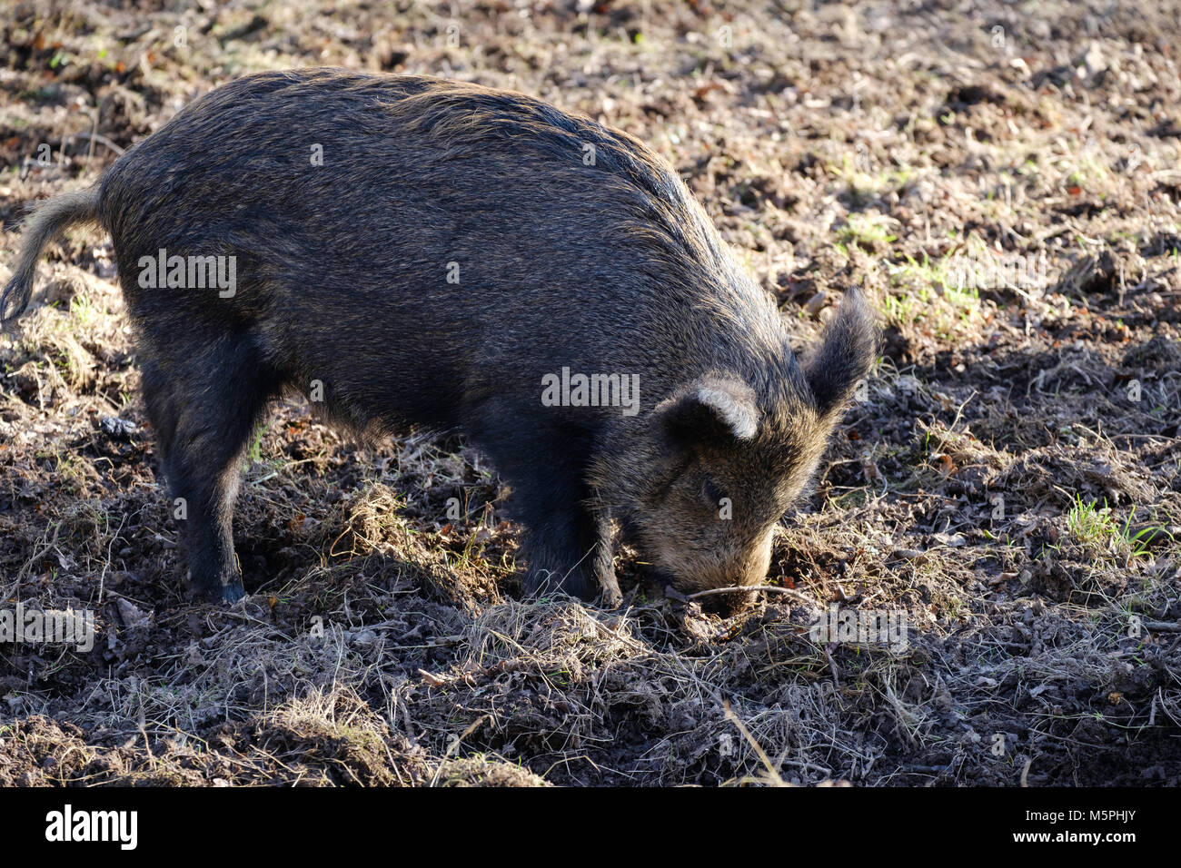 Il cinghiale nella Foresta di Dean, GLOUCESTERSHIRE,Inghilterra girando SUL TERRENO IN CERCA DI CIBO> Foto Stock