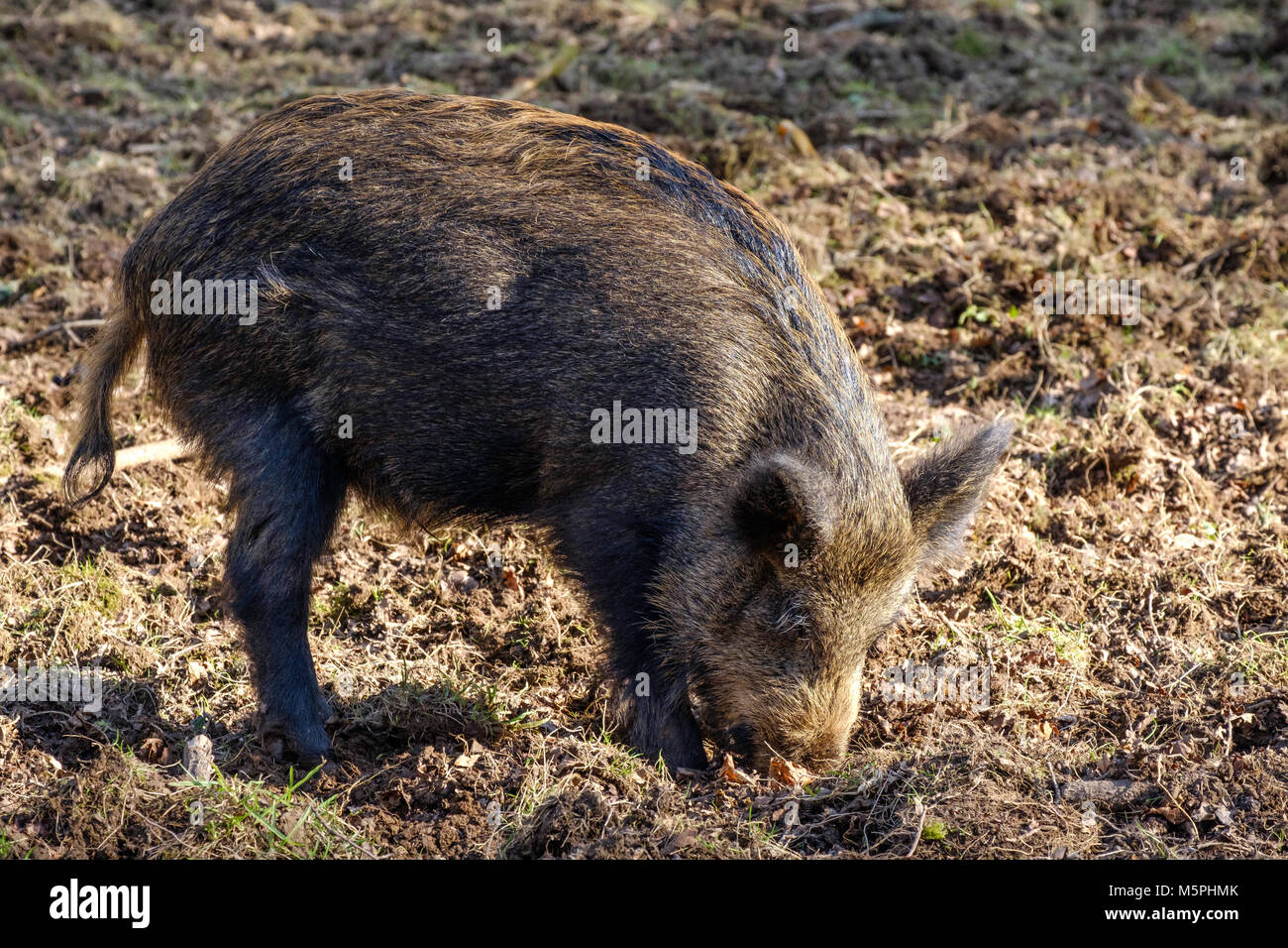 Il cinghiale nella Foresta di Dean, GLOUCESTERSHIRE,Inghilterra girando SUL TERRENO IN CERCA DI CIBO> Foto Stock