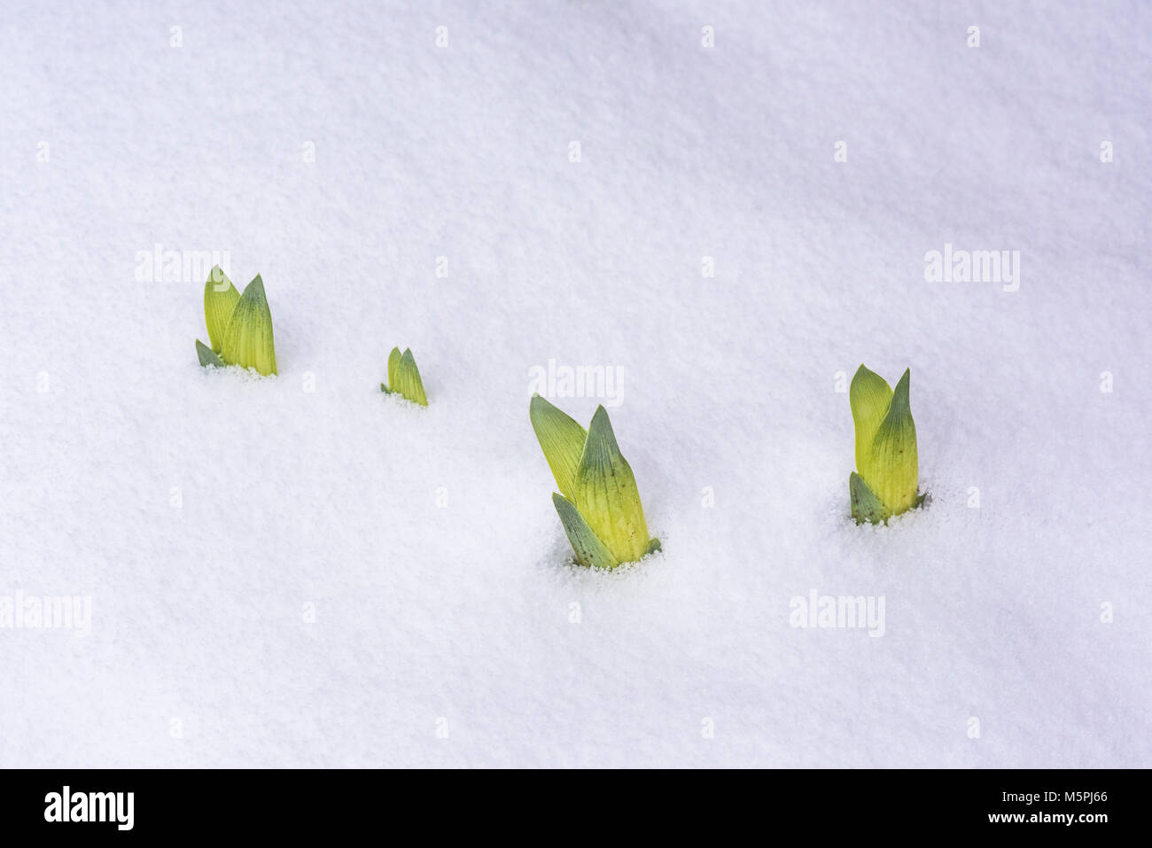 Lascia emergere attraverso la neve Foto Stock
