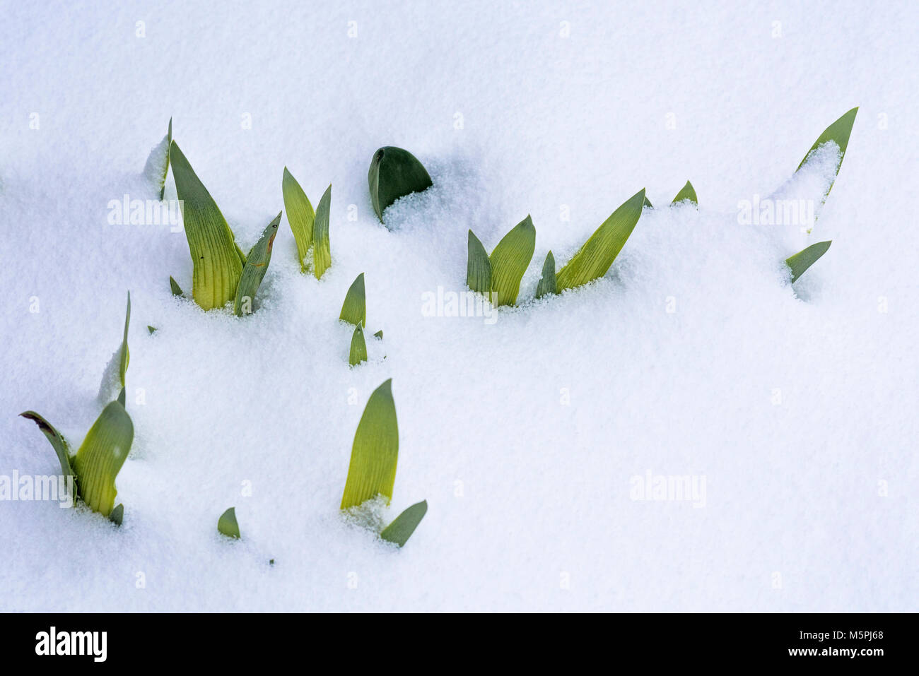 Lascia emergere attraverso la neve Foto Stock
