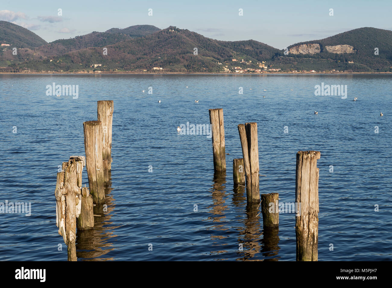 Vista del lago di Massaciuccoli da Torre del Lago Puccini, Lucca, Toscana, Italia Foto Stock