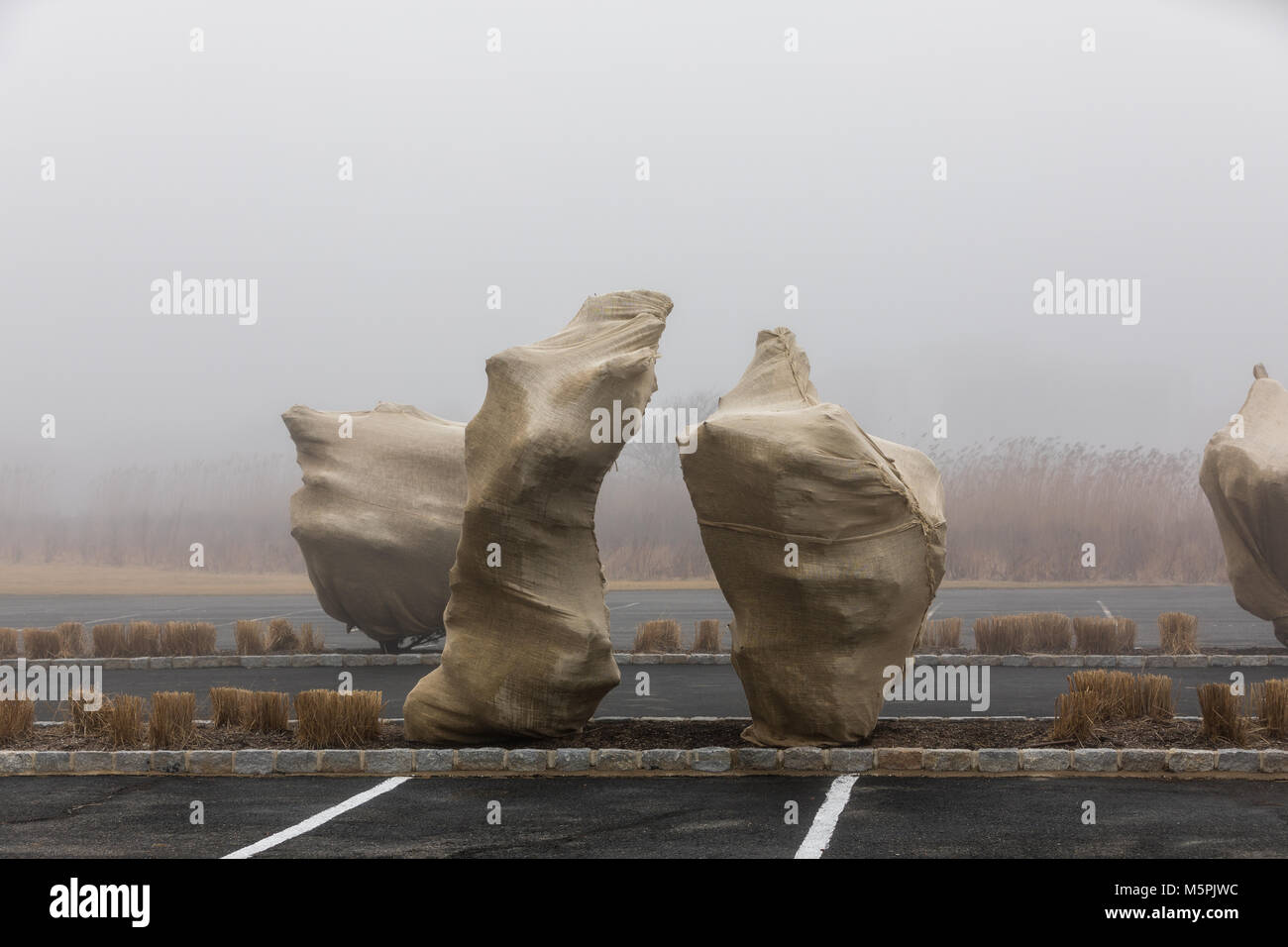 Alberi coperti in tela su un nebbioso giorno in bridgehampton, NY Foto Stock