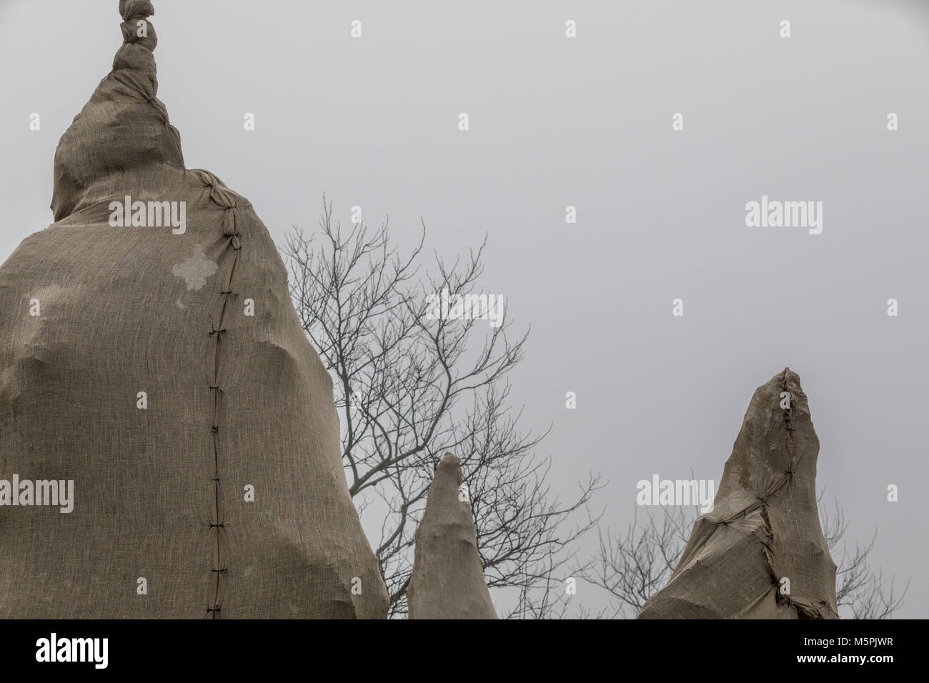 Alberi coperti in tela su un nebbioso giorno in bridgehampton, NY Foto Stock