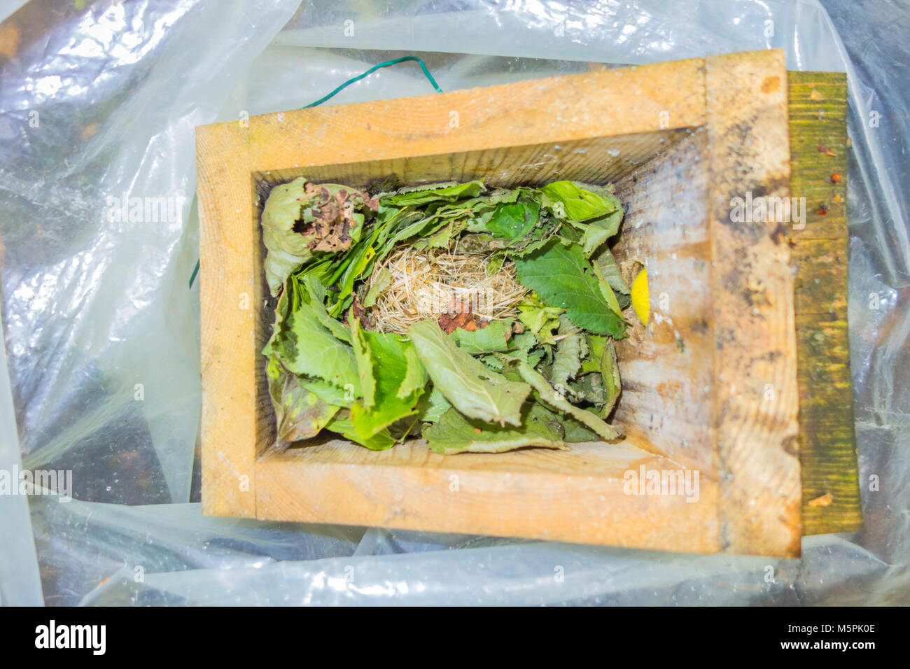 Moscardino nestbox con nido collocato in sacchetto di polietilene per il controllo da parte del titolare della licenza Foto Stock