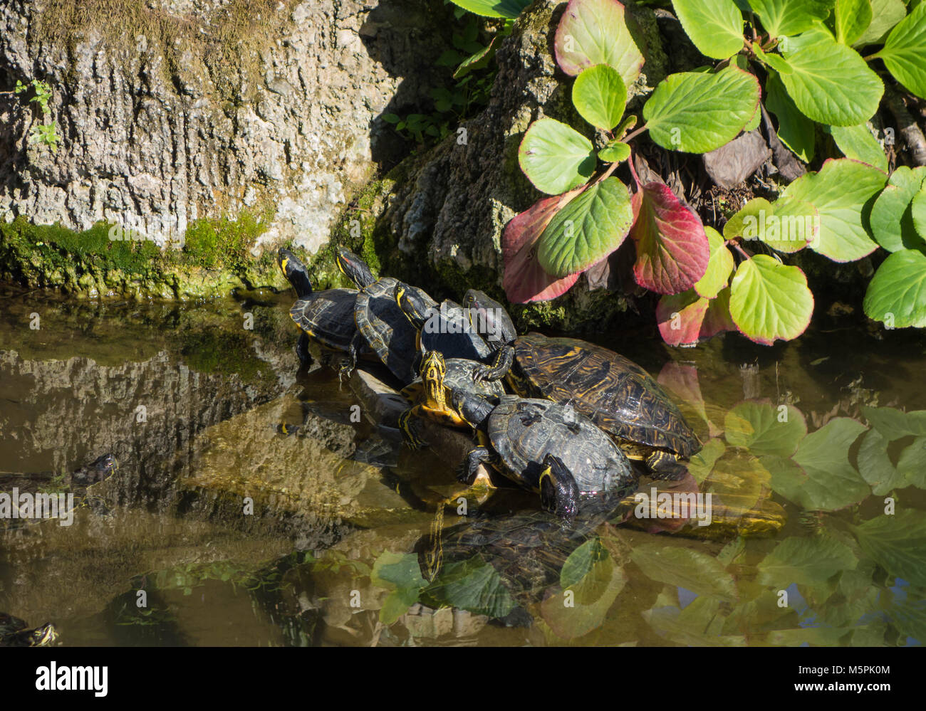 Terrapins nel parco di Villa Durazzo Santa Margherita Italia 2017 Foto Stock