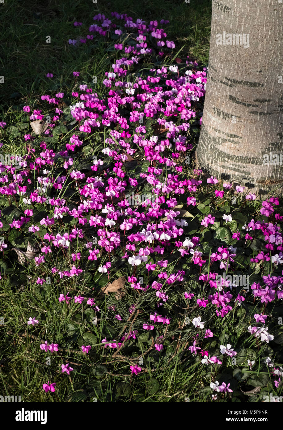 Ciclamino coum con fiori rosa e bianchi durante il tardo inverno, febbraio, England, Regno Unito Foto Stock