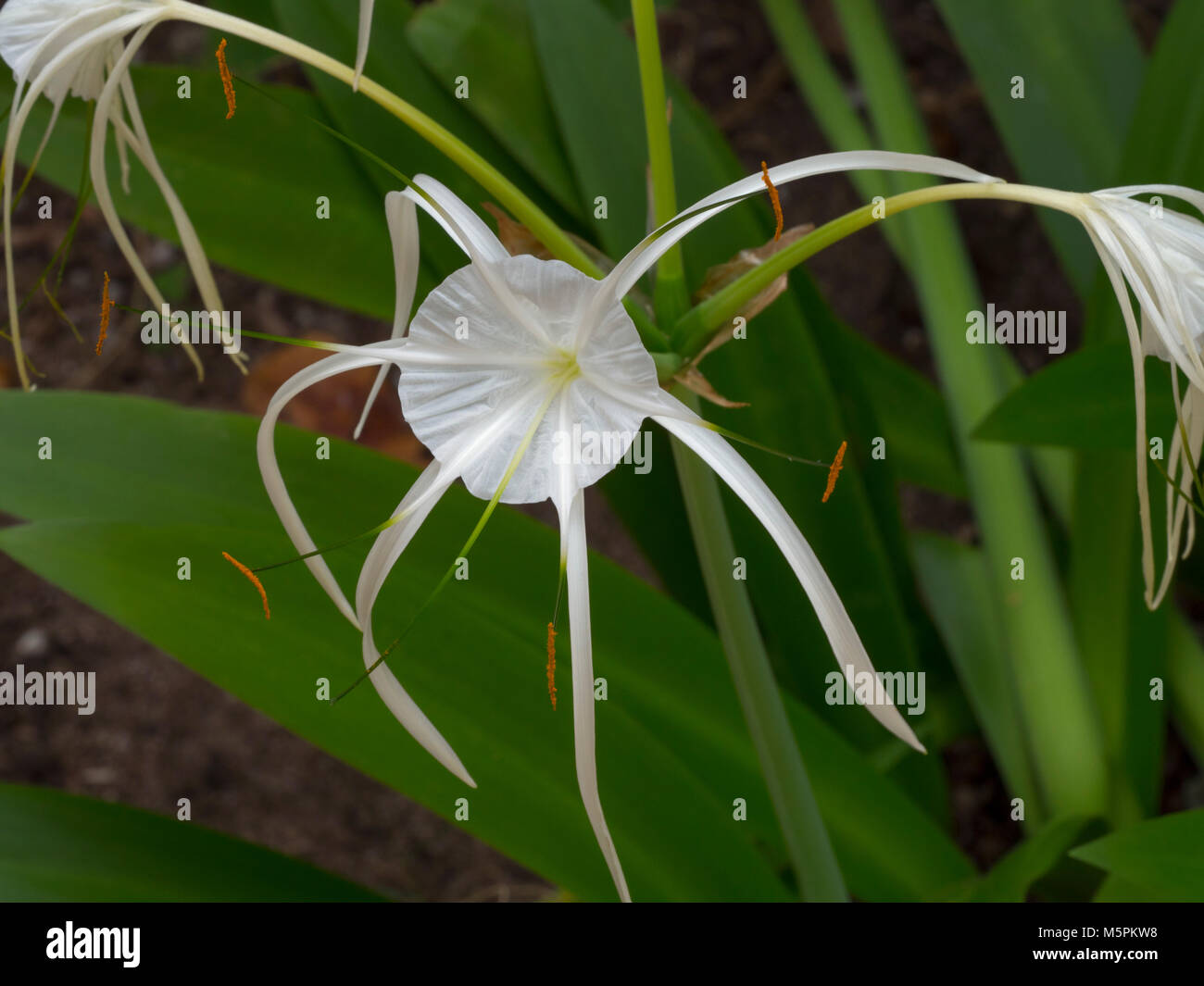 Il ragno bianco fiore di giglio Crinum asiaticum nord della Thailandia Foto Stock