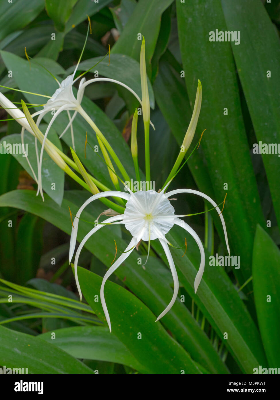 Il ragno bianco fiore di giglio Crinum asiaticum nord della Thailandia Foto Stock
