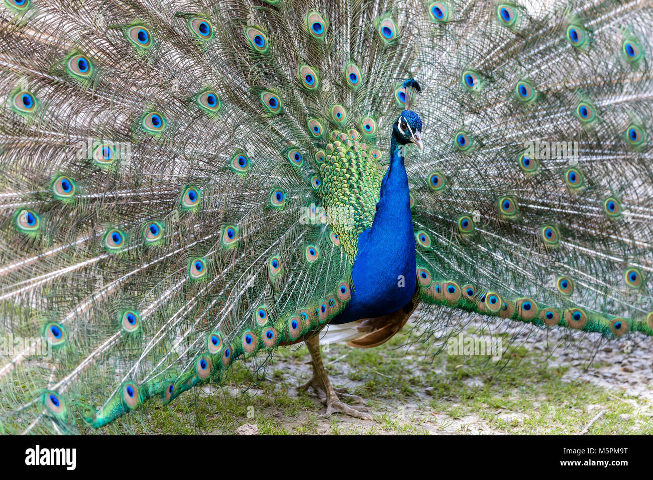 Il fiero peacock Foto Stock