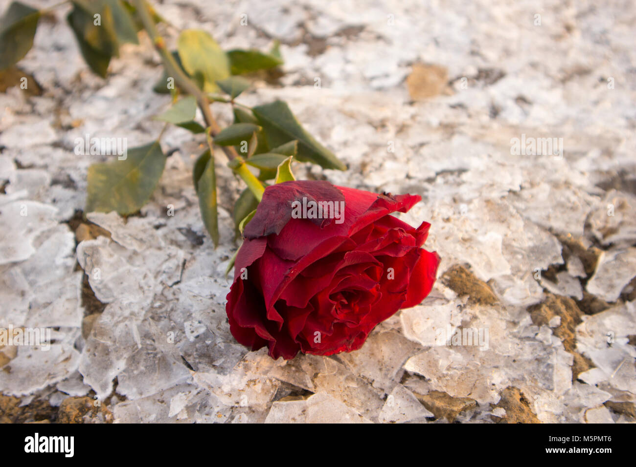 Red Rose fiore si trova su una rotta di pezzi di ghiaccio Foto stock - Alamy
