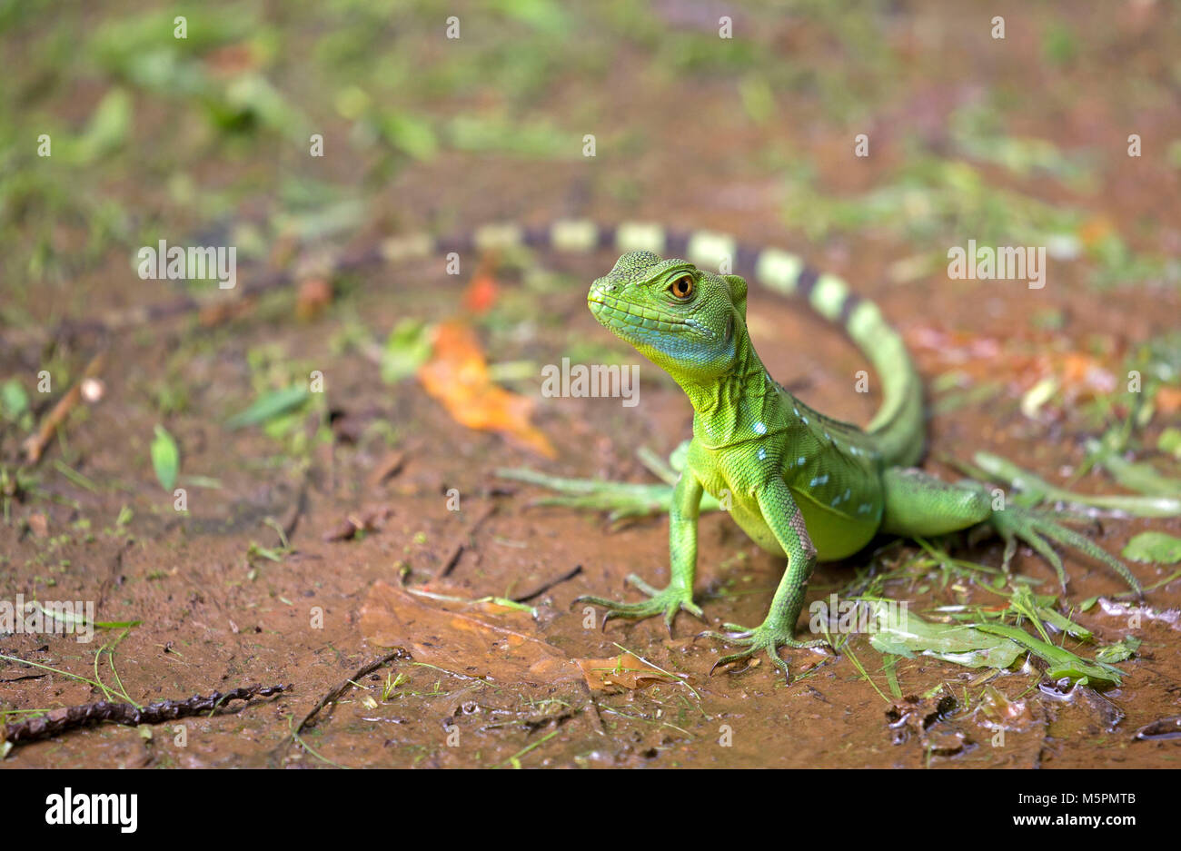 Green basilisk lizard preso nella giungla della Costa Rica Foto Stock