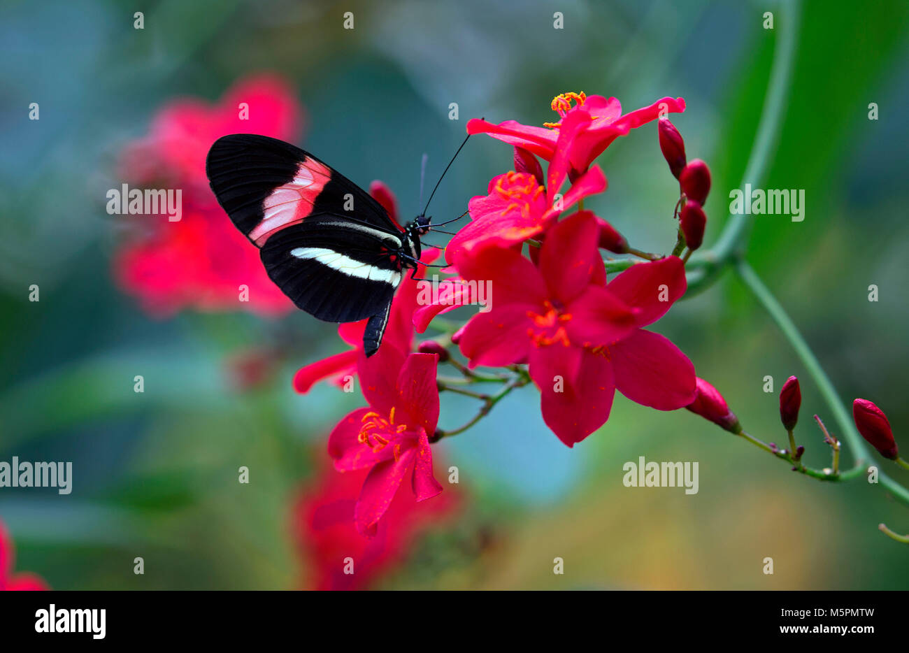 Rosso e nero portalettere farfalla su fiori di colore rosso Foto Stock