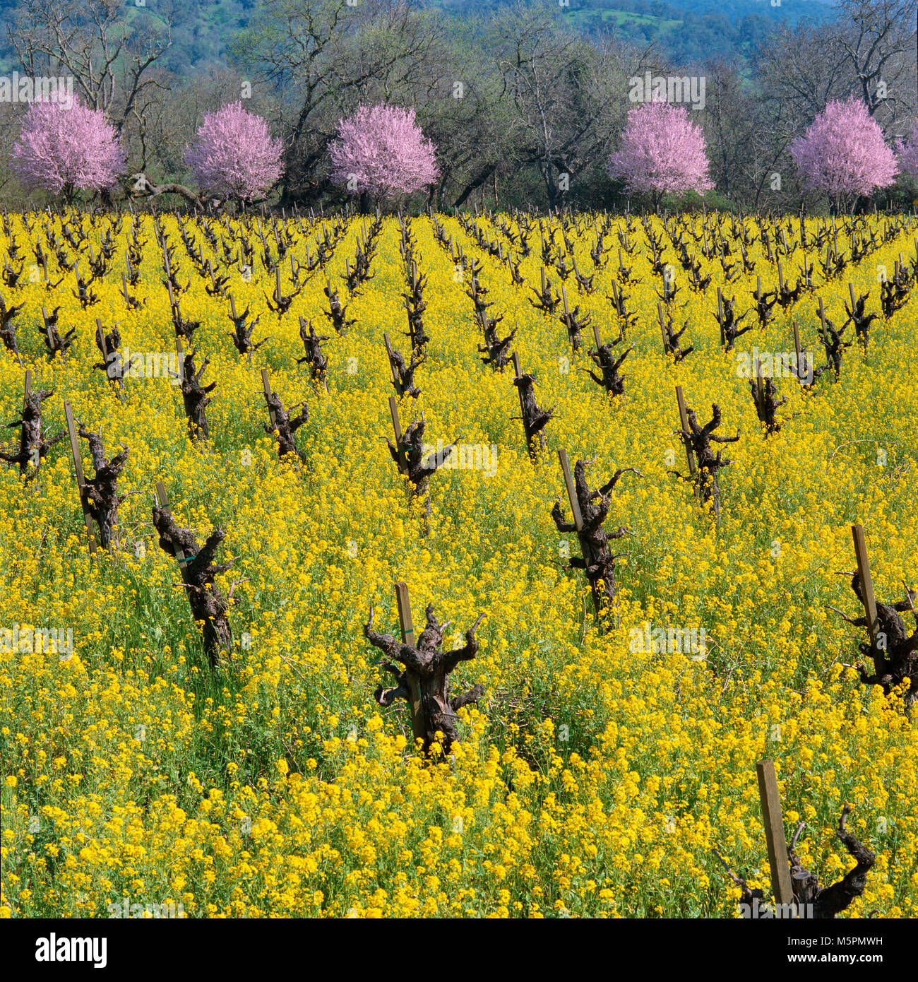 Old Vine Zinfandel, senape, Fiori di susina, Calistoga, Napa Valley, California Foto Stock
