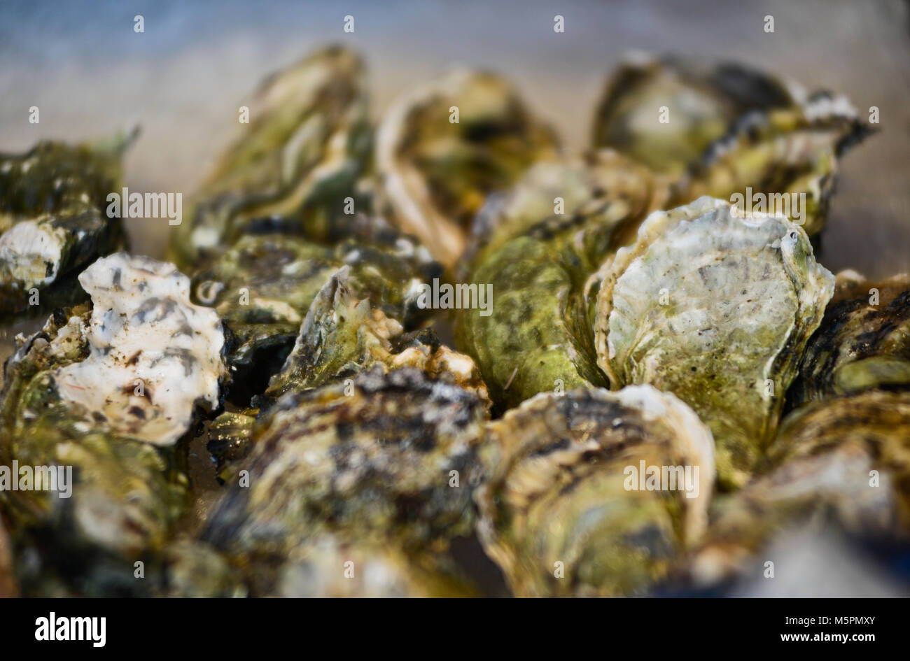 Ostriche, Mercato del Pesce - Fisketorget, Bergen, Norvegia Foto Stock