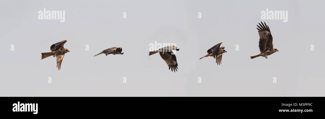 Il nibbio bruno (Milvus migrans) è di medie dimensioni con gli uccelli rapaci nella famiglia Accipitridae. Foto Stock