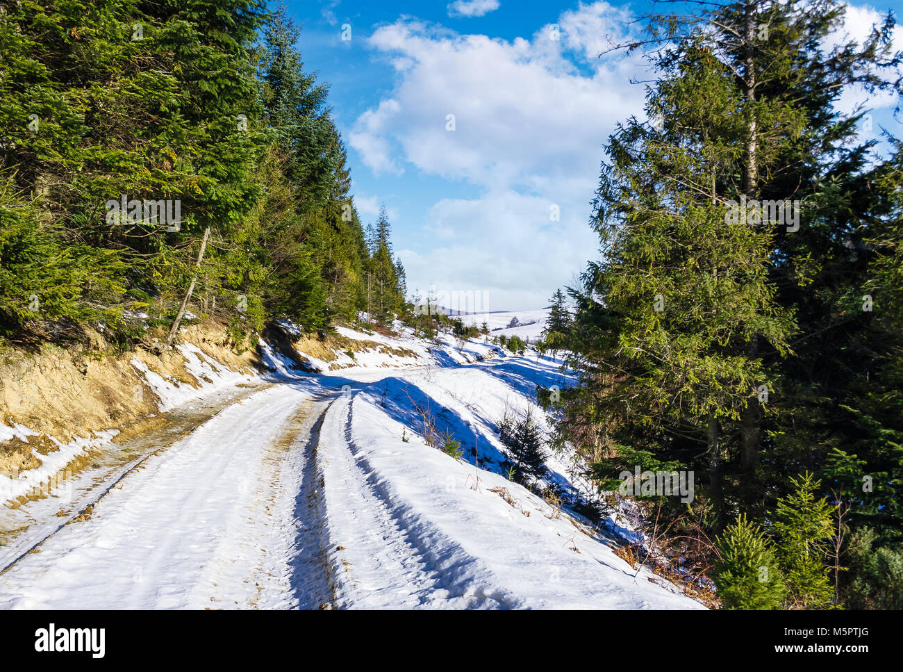 La strada attraverso la foresta di abete rosso in inverno. deliziosa campagna su un soleggiato e gelido giorno Foto Stock