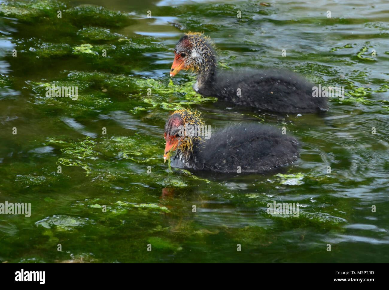 Due capretti folaga, nuoto e alimentazione di pulcini, ukrail e crake Foto Stock