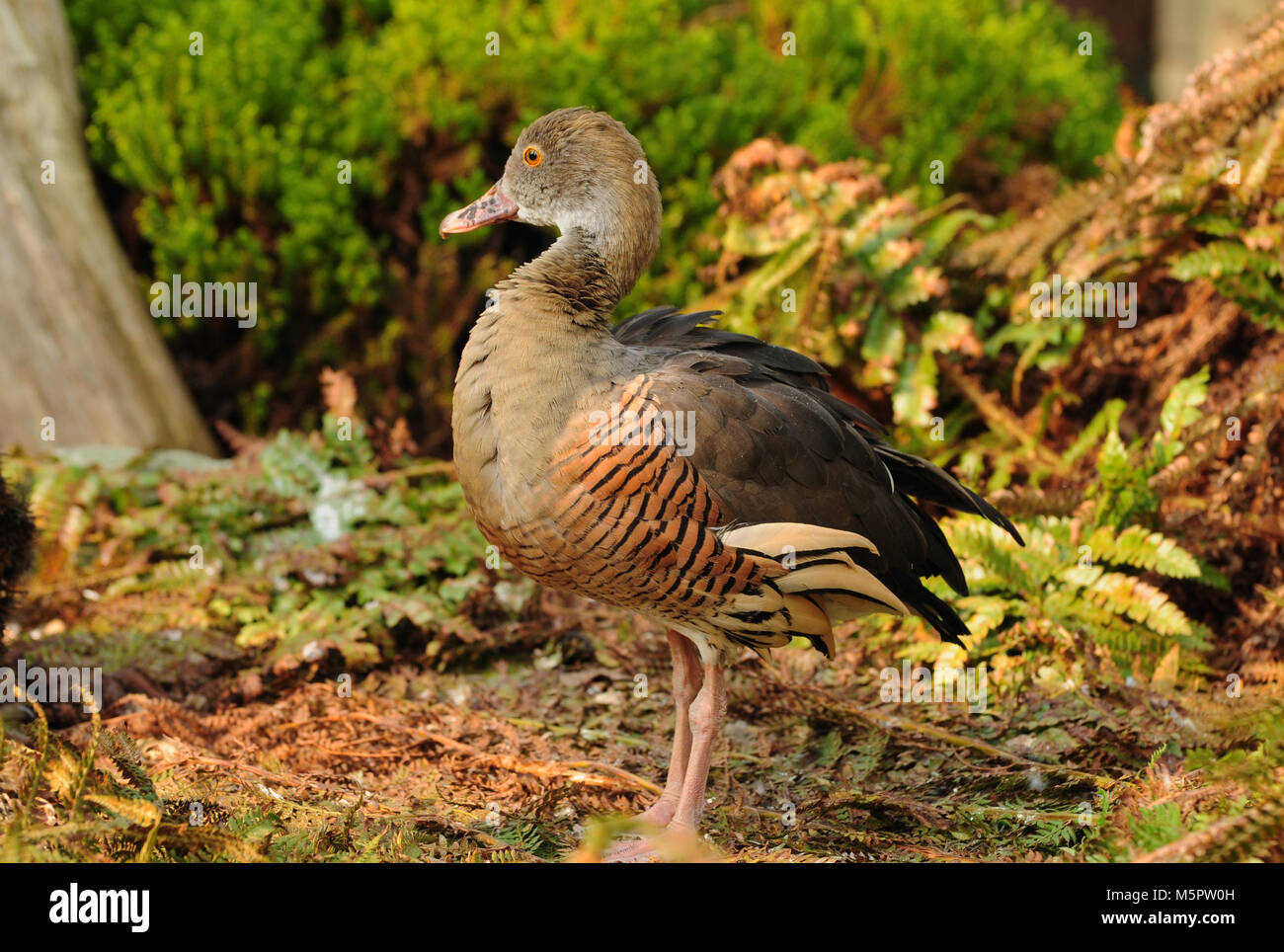 Sibilo Fulvous anatra / albero fulvous duck uk Foto Stock