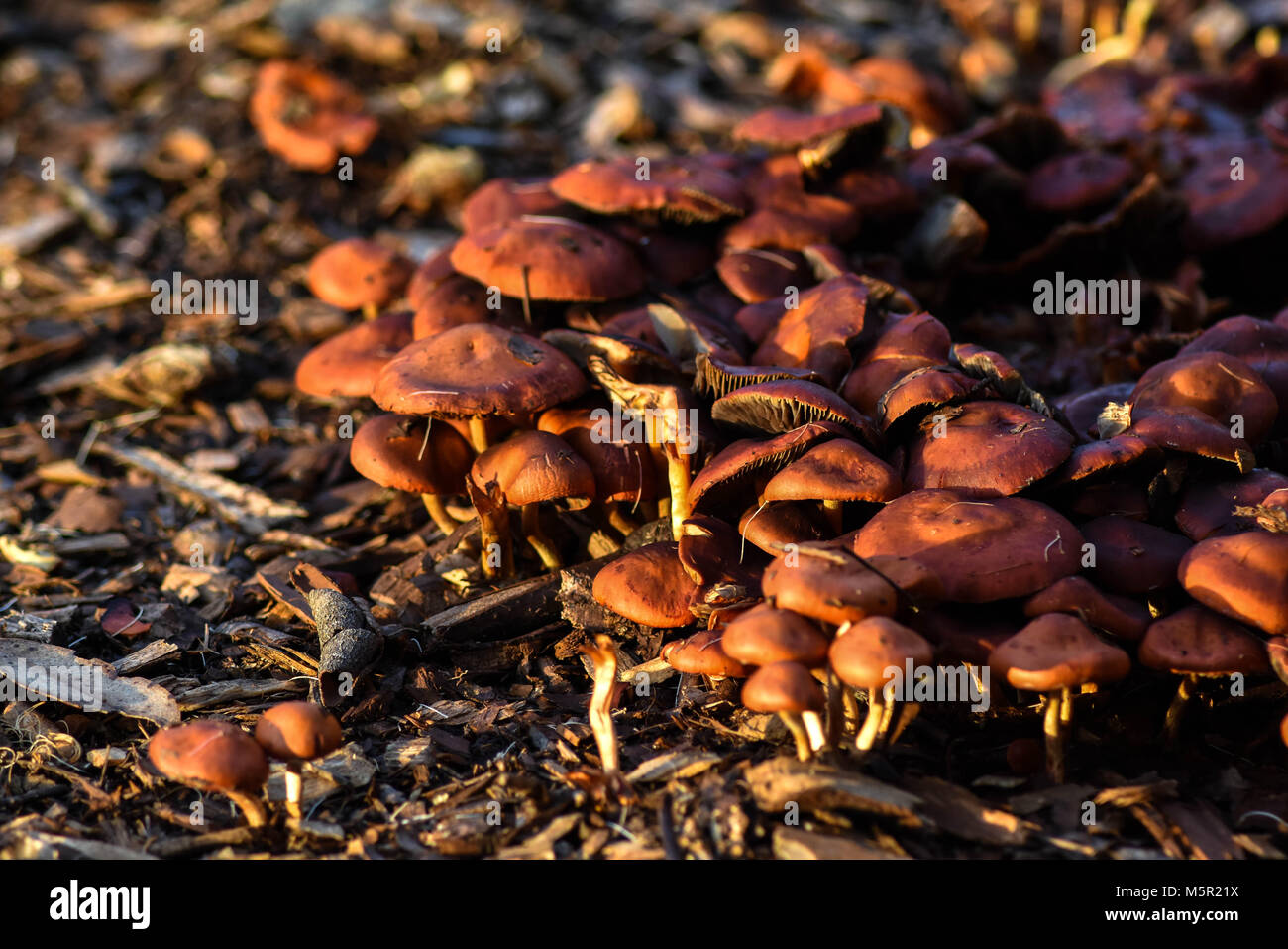 UC Berkeley il bellissimo campus contiene bellezza naturale e architettonica in uguale misura. Foto Stock