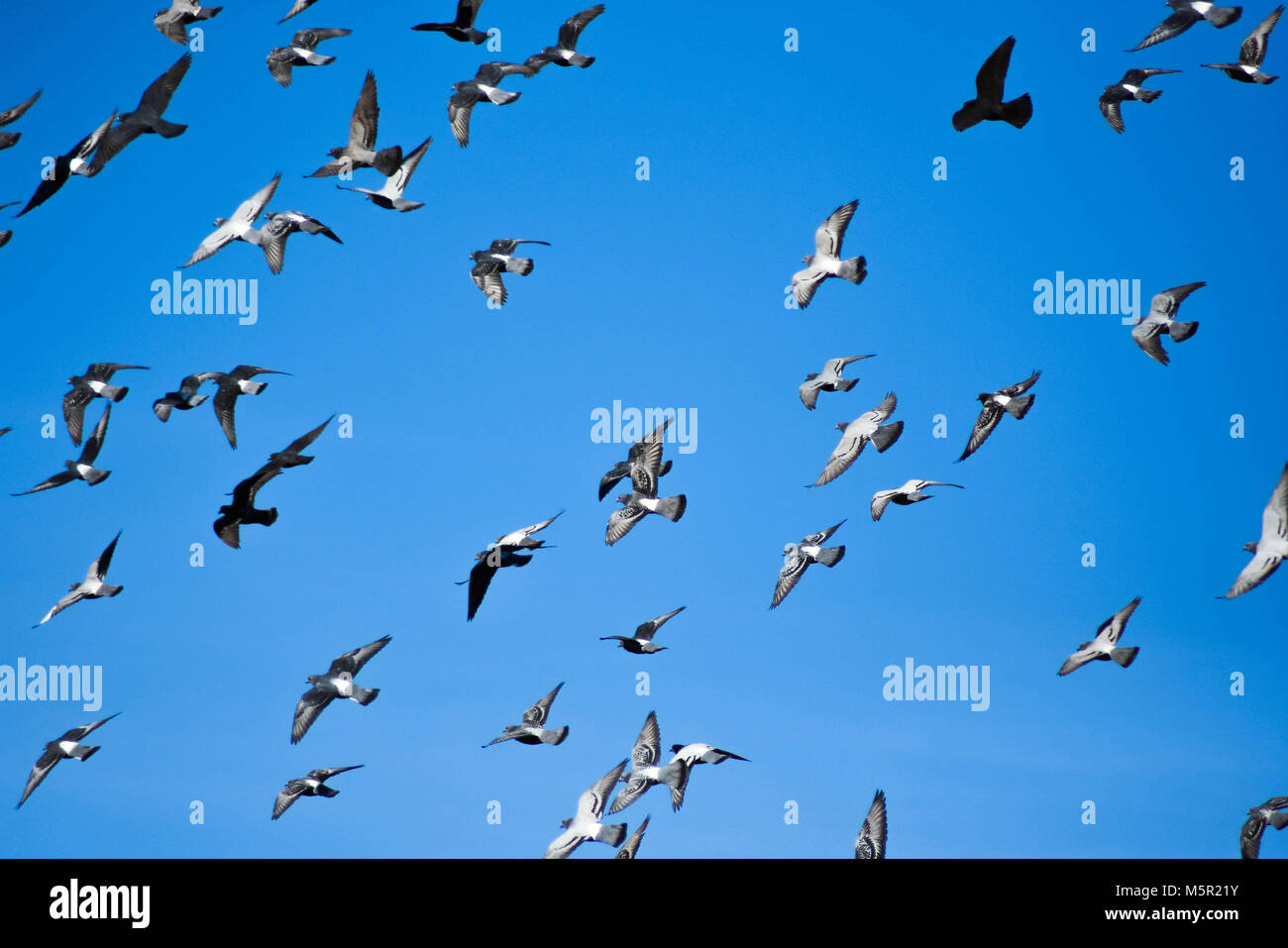 UC Berkeley il bellissimo campus contiene bellezza naturale e architettonica in uguale misura. Foto Stock