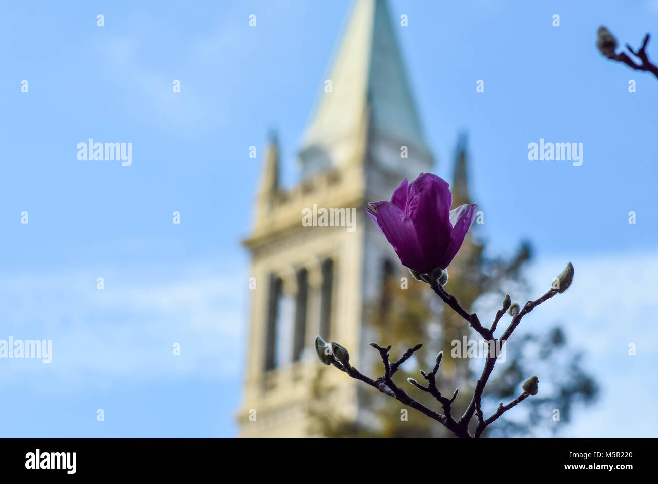 UC Berkeley il bellissimo campus contiene bellezza naturale e architettonica in uguale misura. Foto Stock